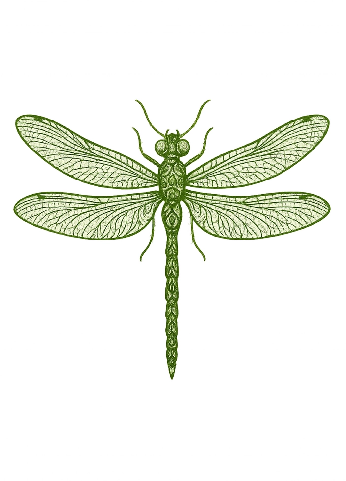 Tattoovorlage stilisierte Libelle mit feinen Details